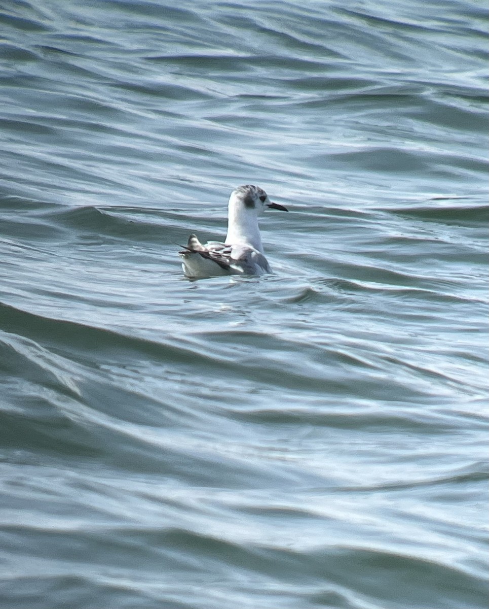 Bonaparte's Gull - ML638016280