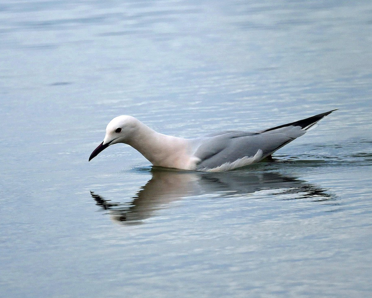 Slender-billed Gull - ML638016281