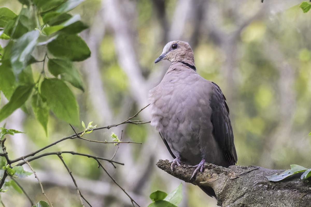 Red-eyed Dove - ML638016294