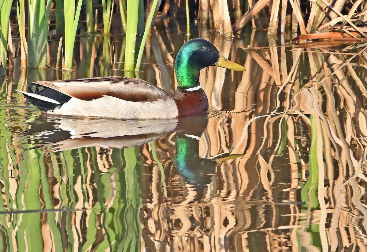 Mallard - ML638016311