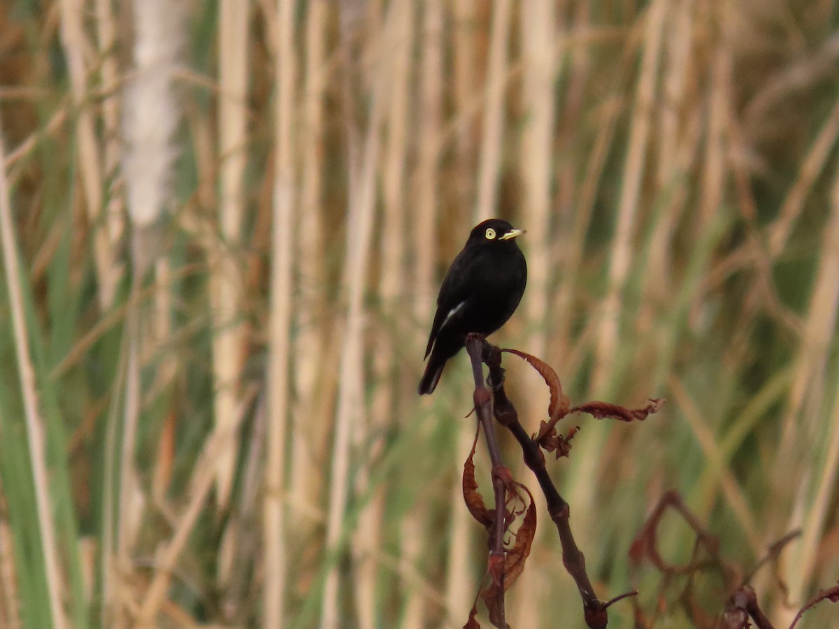 Spectacled Tyrant - ML638016321