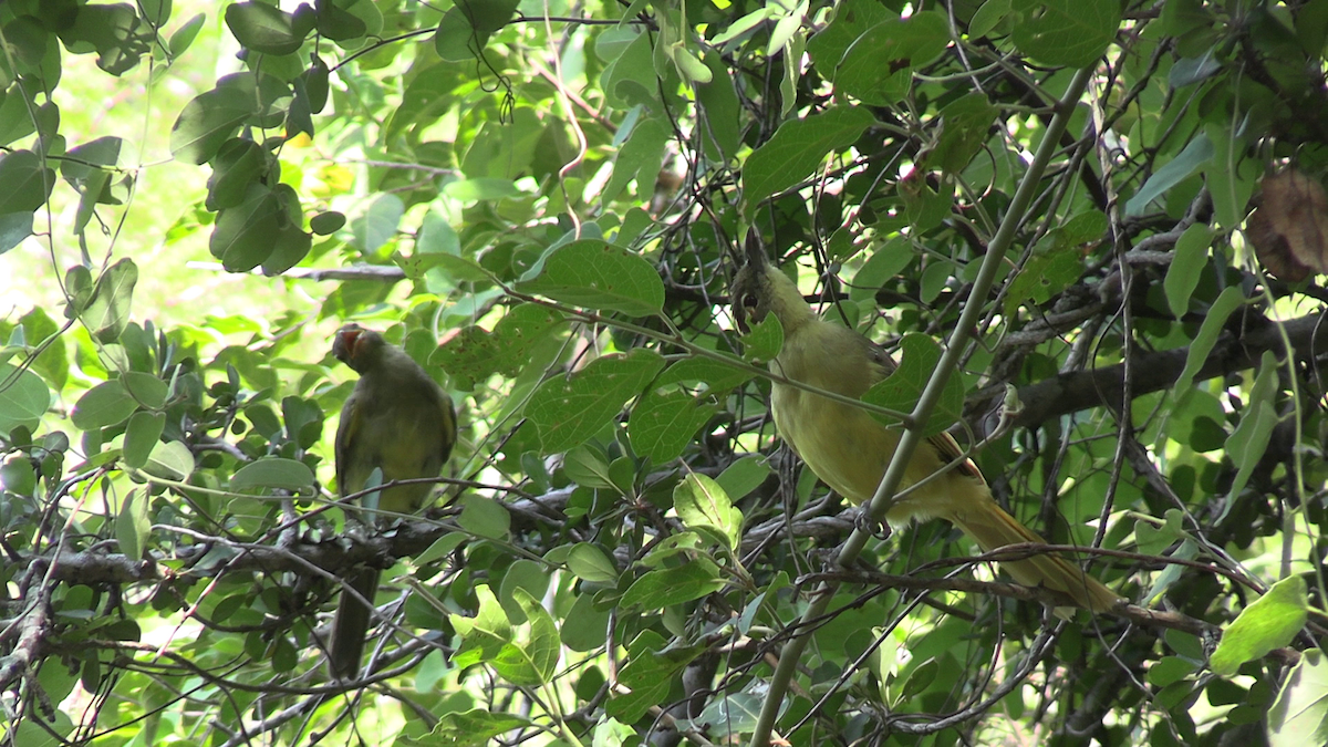 Yellow-bellied Greenbul - ML638016334