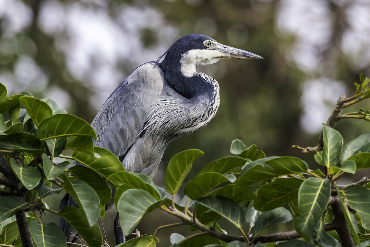 Black-headed Heron - ML638016348