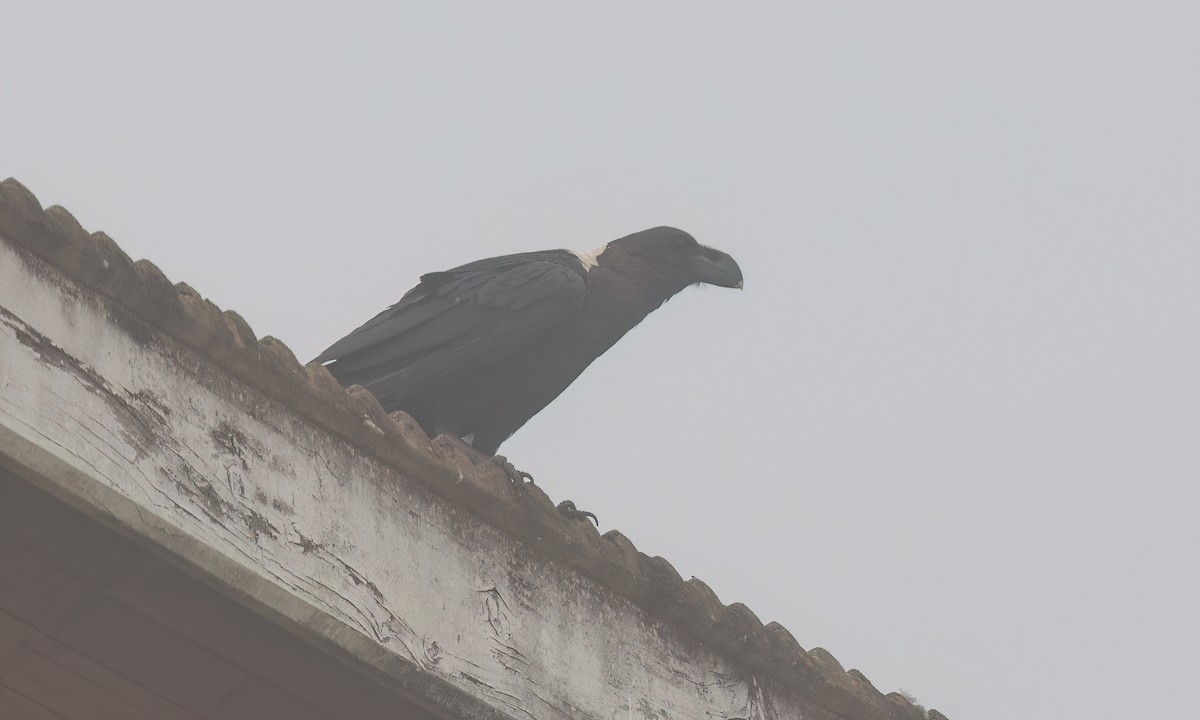 White-necked Raven - ML638016349