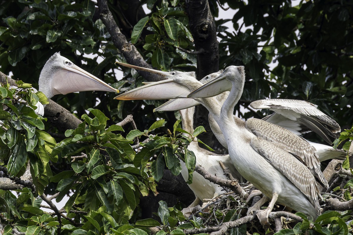 Pink-backed Pelican - ML638016354