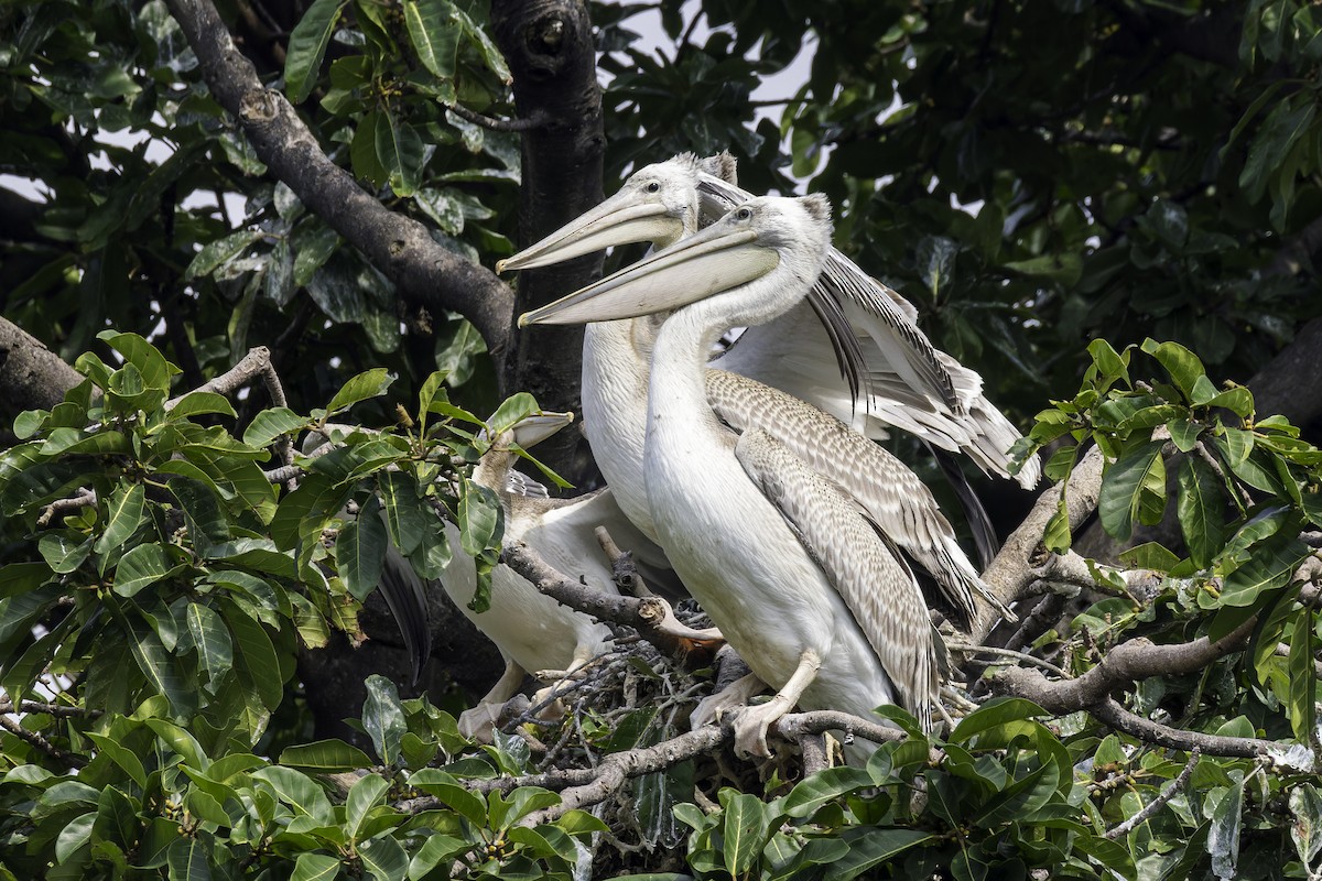 Pink-backed Pelican - ML638016355