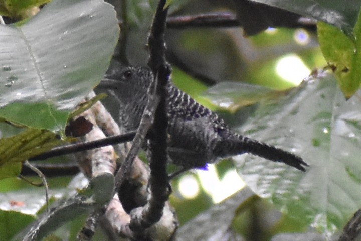 Fasciated Antshrike - ML638016356
