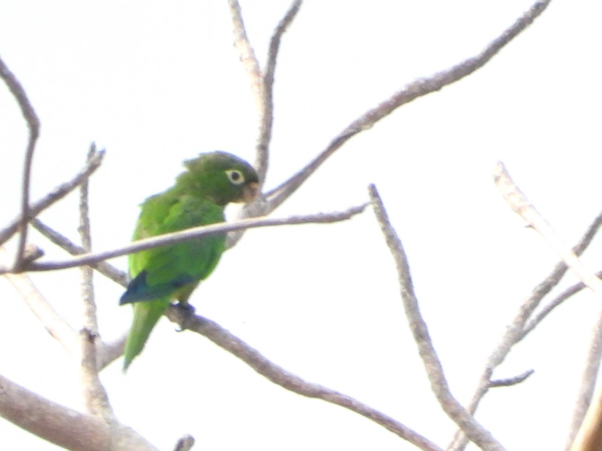 Olive-throated Parakeet - ML638016386
