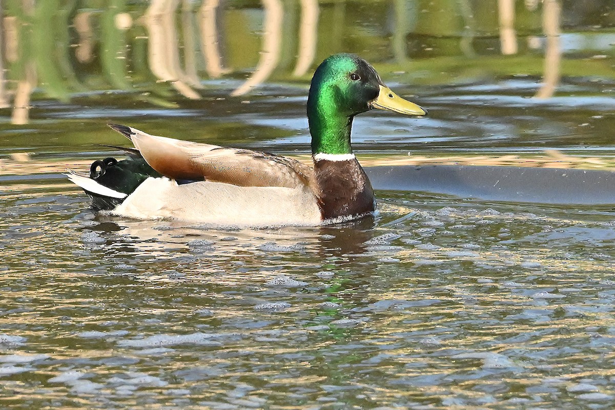 Mallard - ML638016408