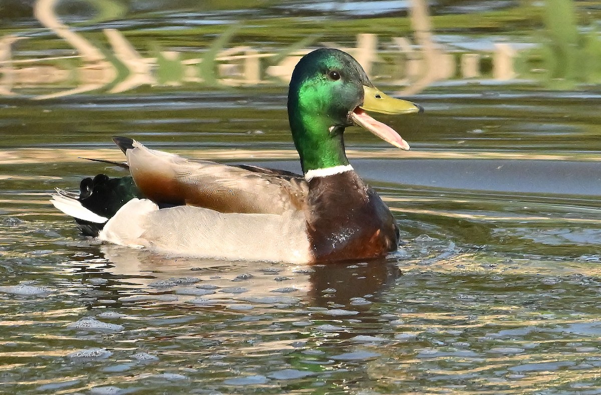 Mallard - ML638016409