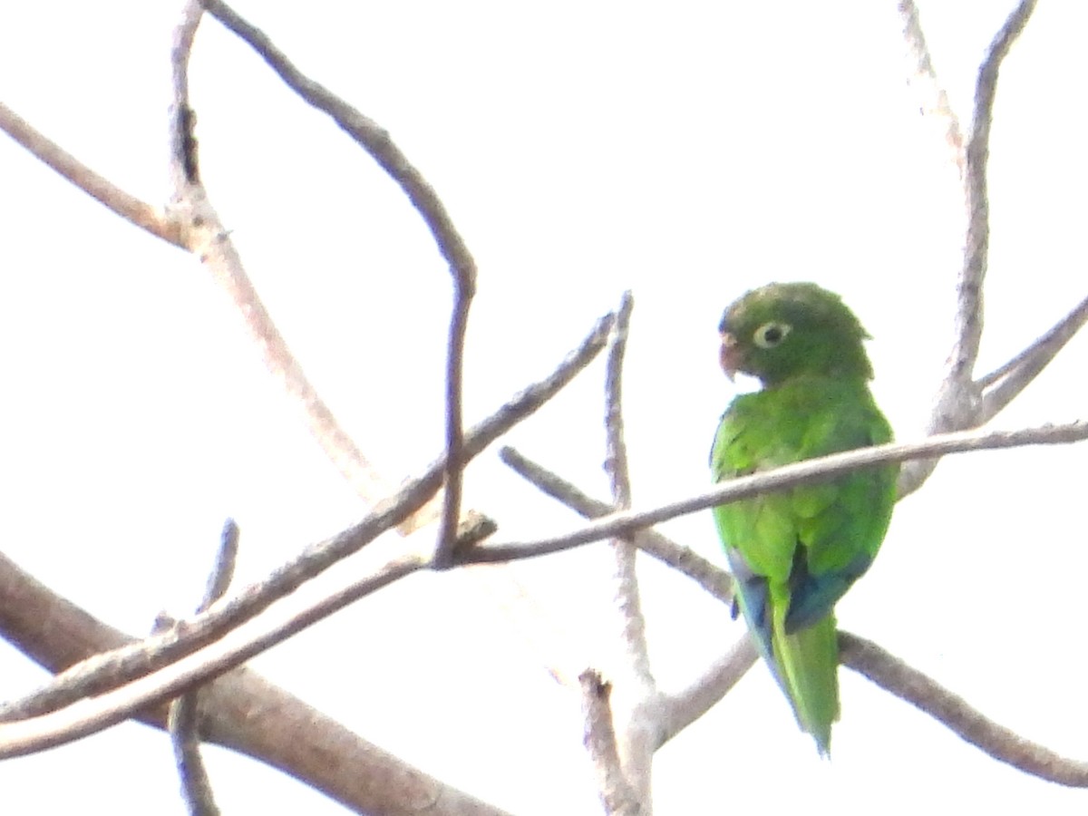 Olive-throated Parakeet - ML638016414