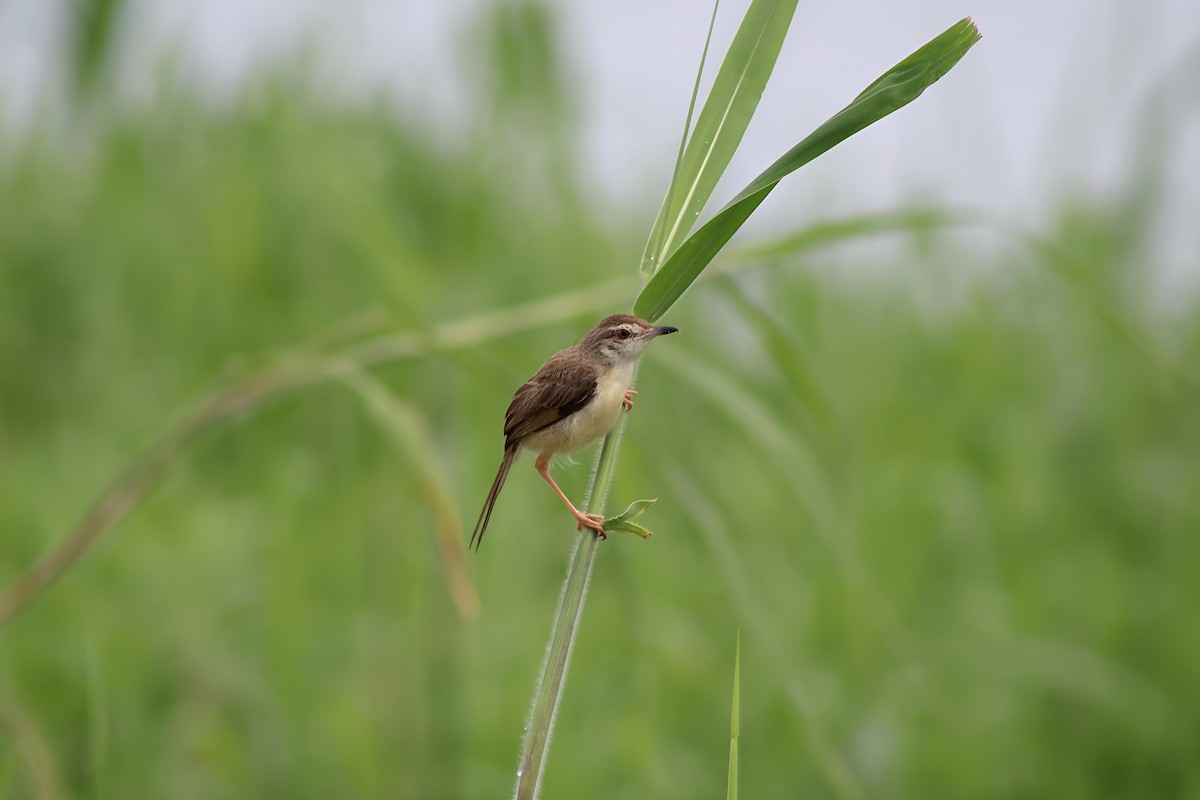 Plain Prinia - ML638016444