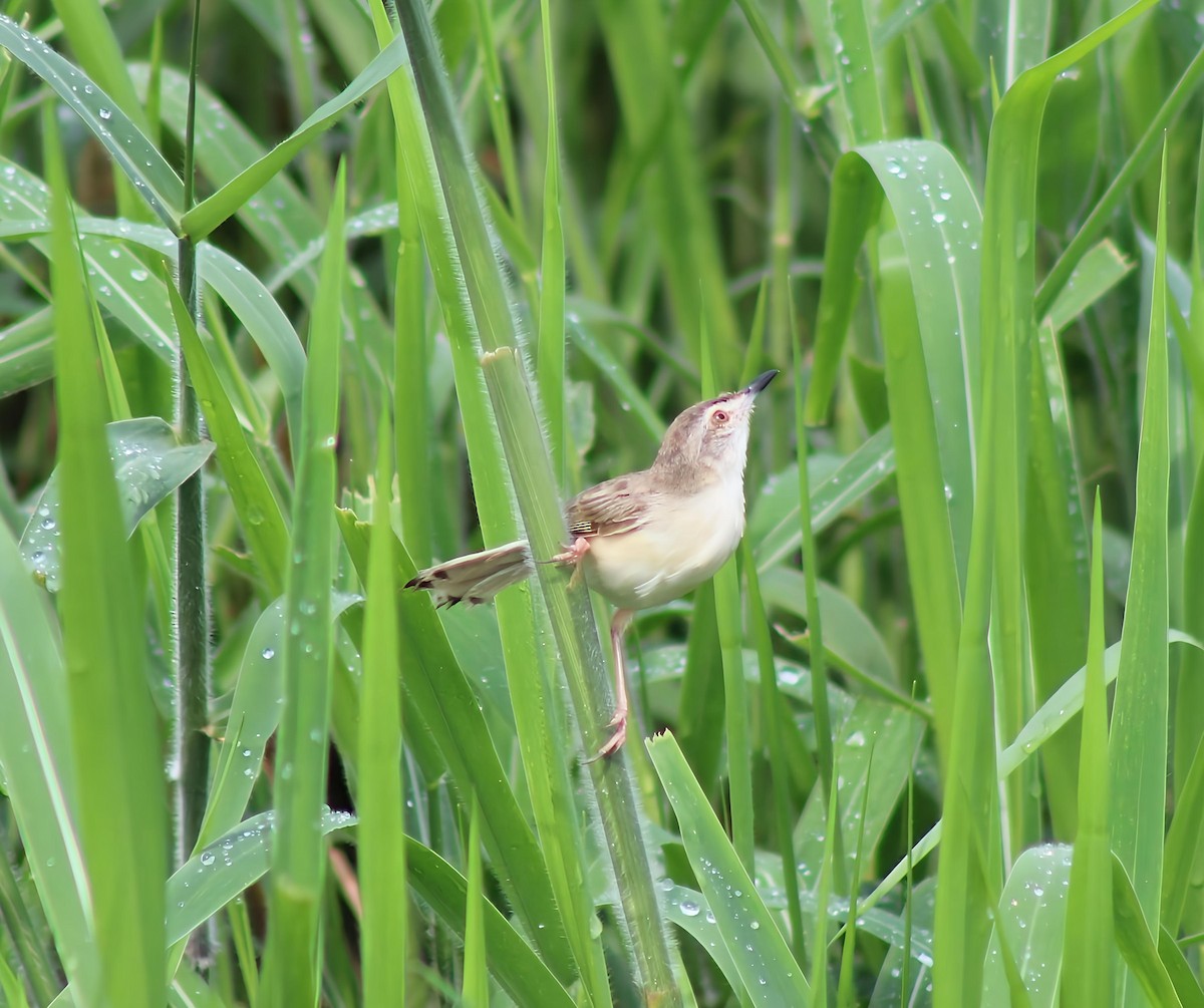 Plain Prinia - ML638016450