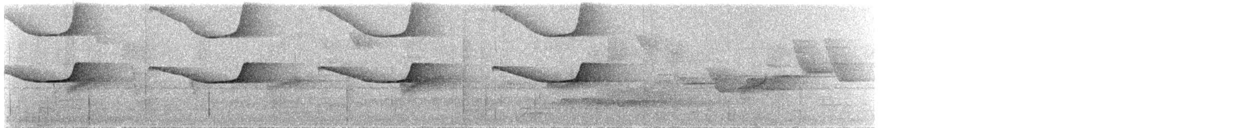 Brazilian Laniisoma - ML638016479