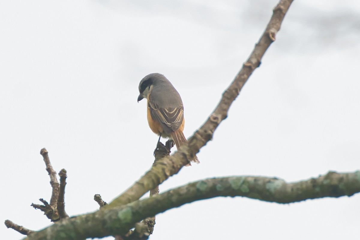 Gray-backed Shrike - ML638016486