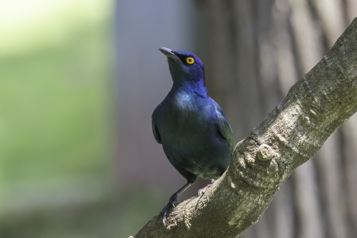 Black-bellied Starling - ML638016488