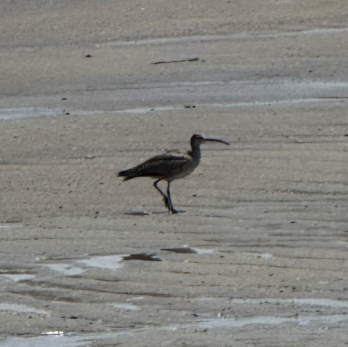 Hudsonian Whimbrel - ML638016501