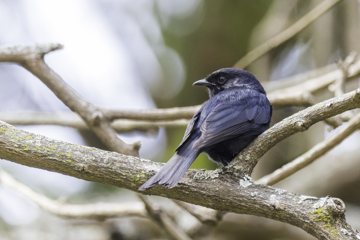 Southern Black-Flycatcher - ML638016505