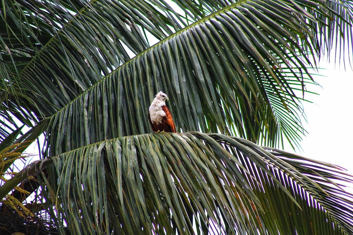 Brahminy Kite - ML638016508