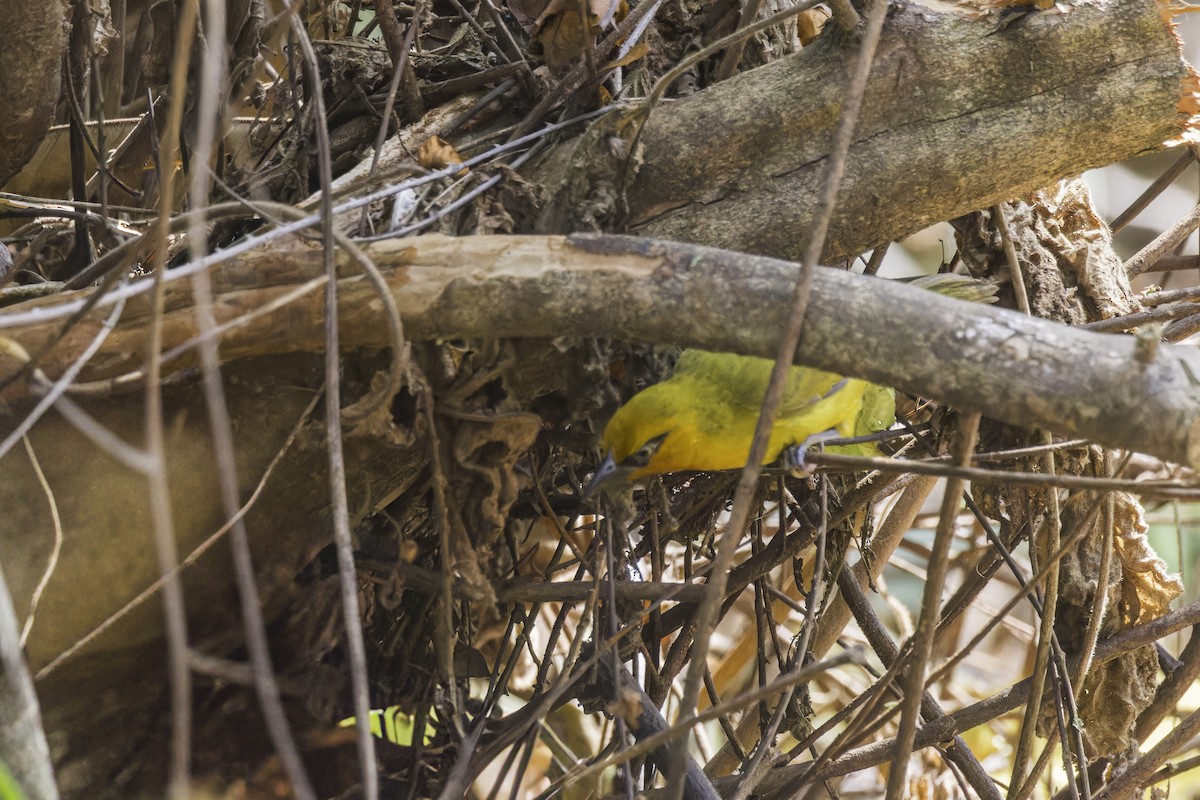 Spectacled Weaver - ML638016534