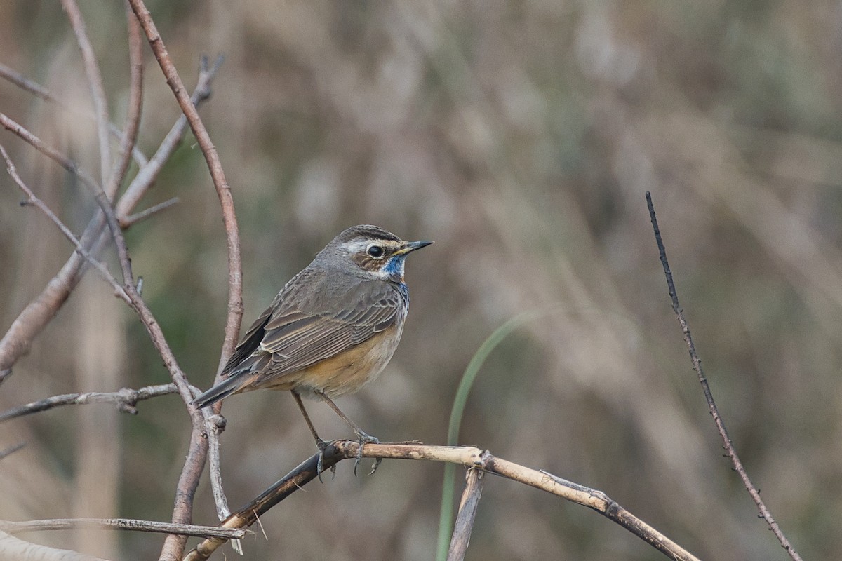 Bluethroat - ML638016537