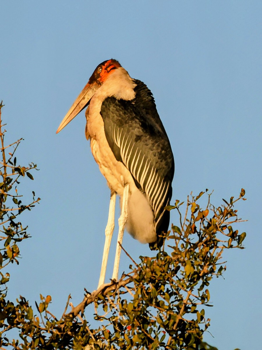 marabu africký - ML638016543