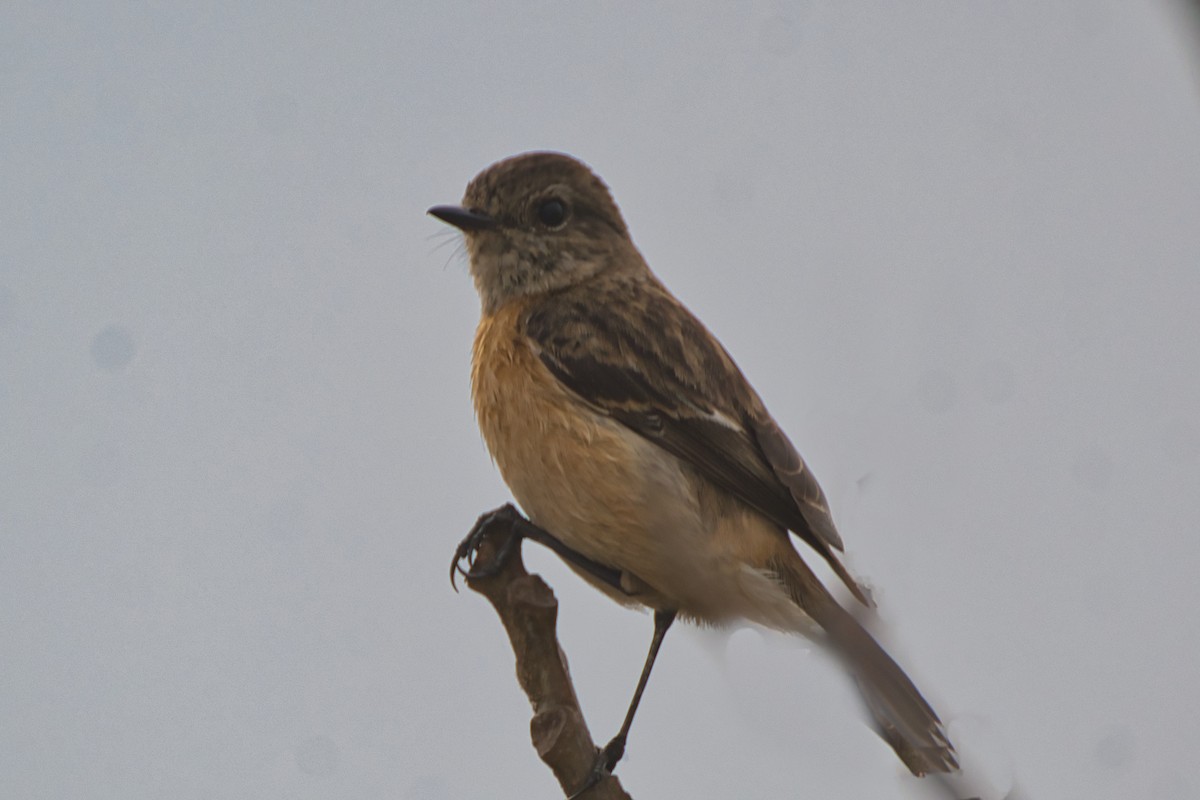 Siberian Stonechat - ML638016579