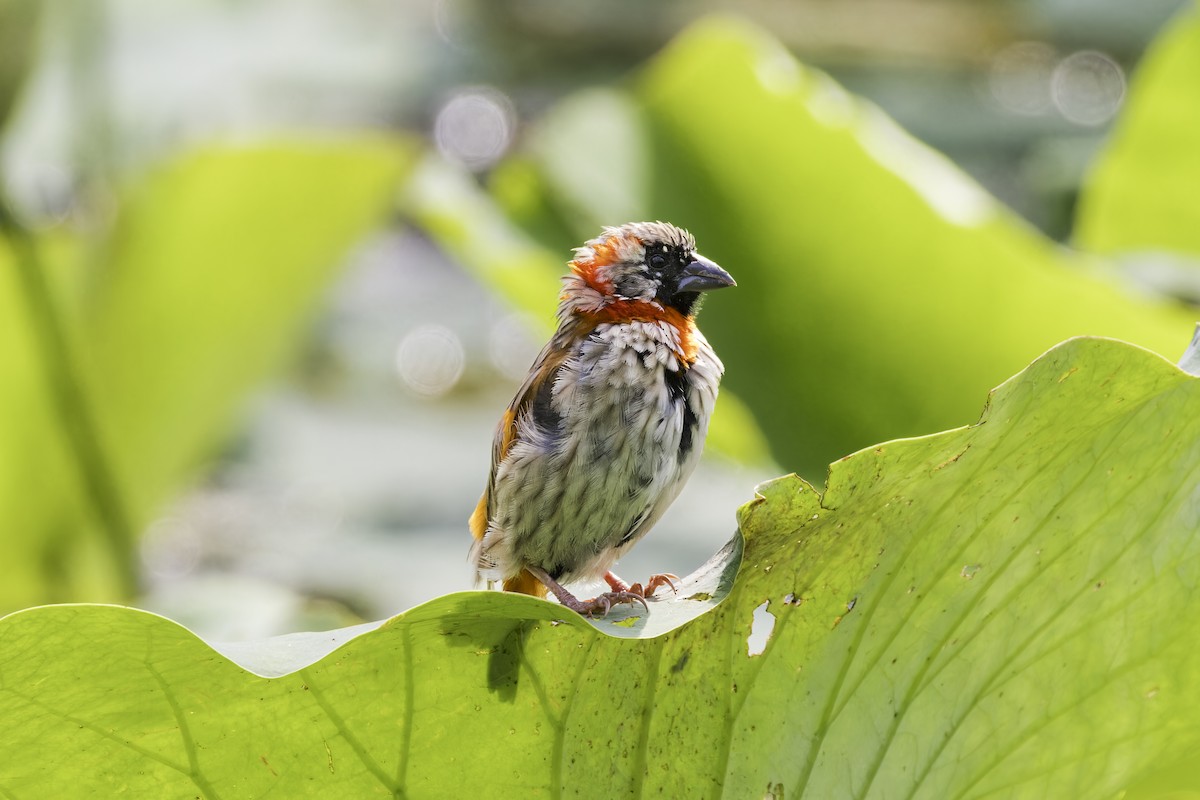 Southern Red Bishop - ML638016580