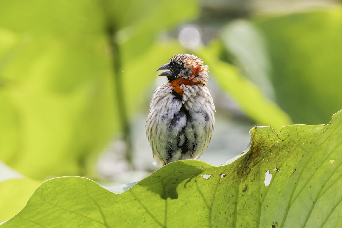 Southern Red Bishop - ML638016581