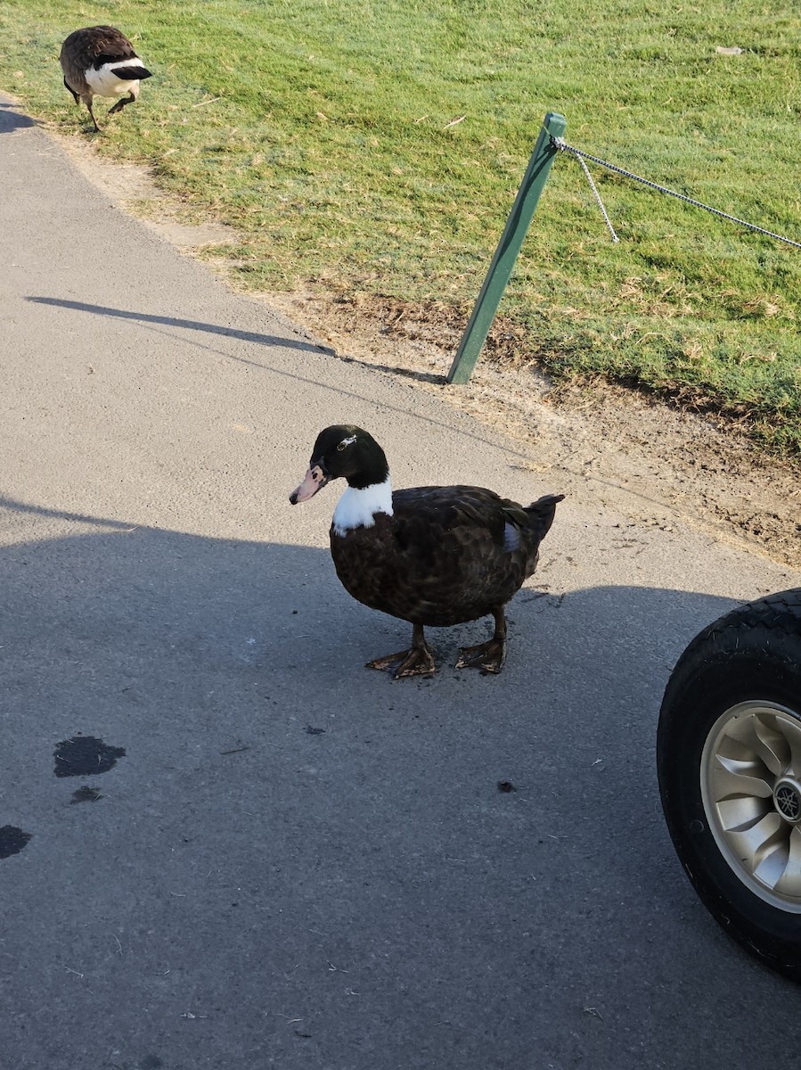 Muscovy Duck (Domestic type) - ML638016582