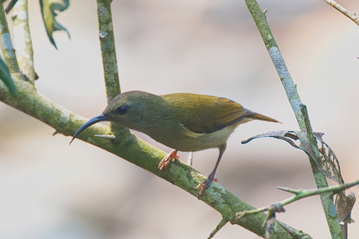 sunbird sp. - ML638016583