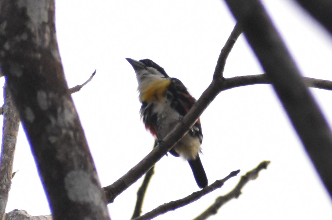 Spot-crowned Barbet - ML638016586