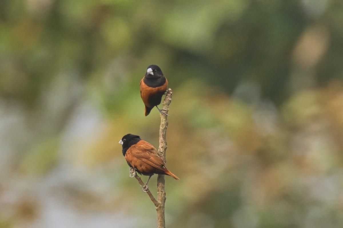 Chestnut Munia - ML638016590