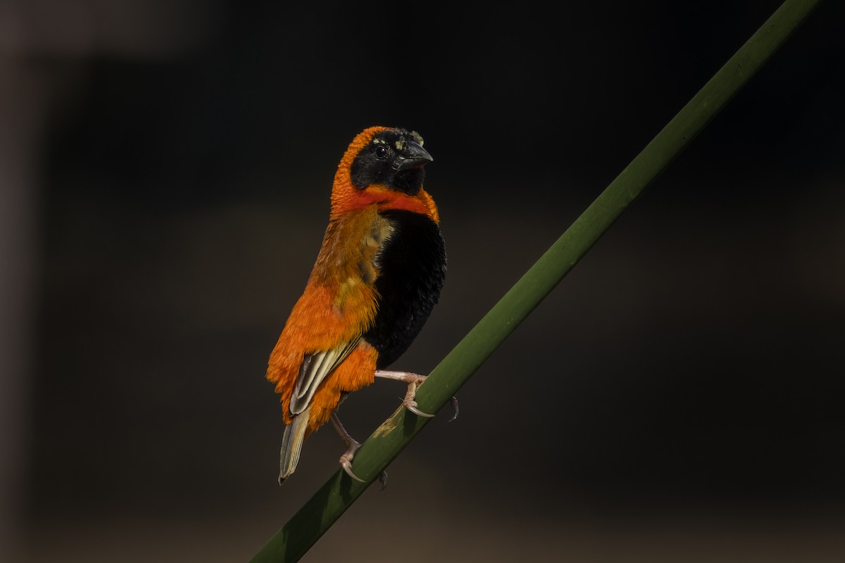Southern Red Bishop - ML638016592