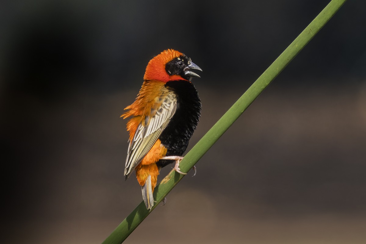 Southern Red Bishop - ML638016594