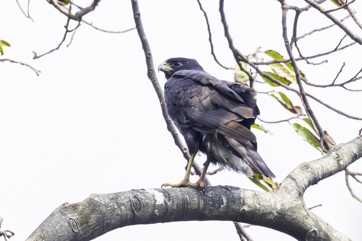 Black Goshawk - ML638016621