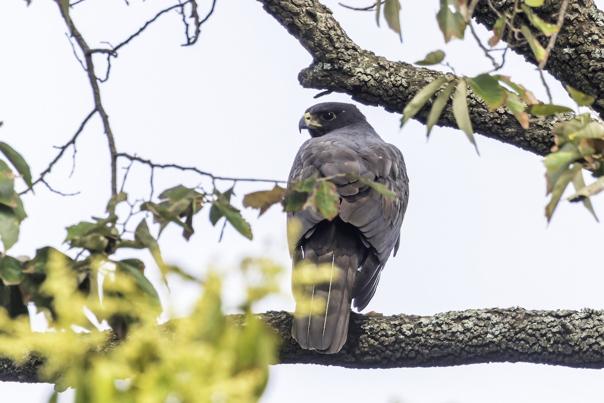 Black Goshawk - ML638016622