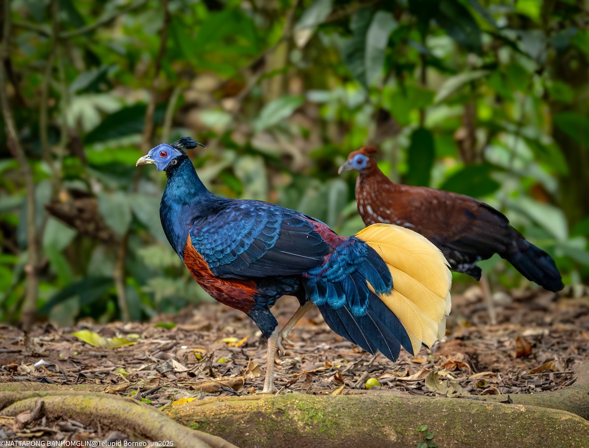 Bornean Crested Fireback - ML638016624