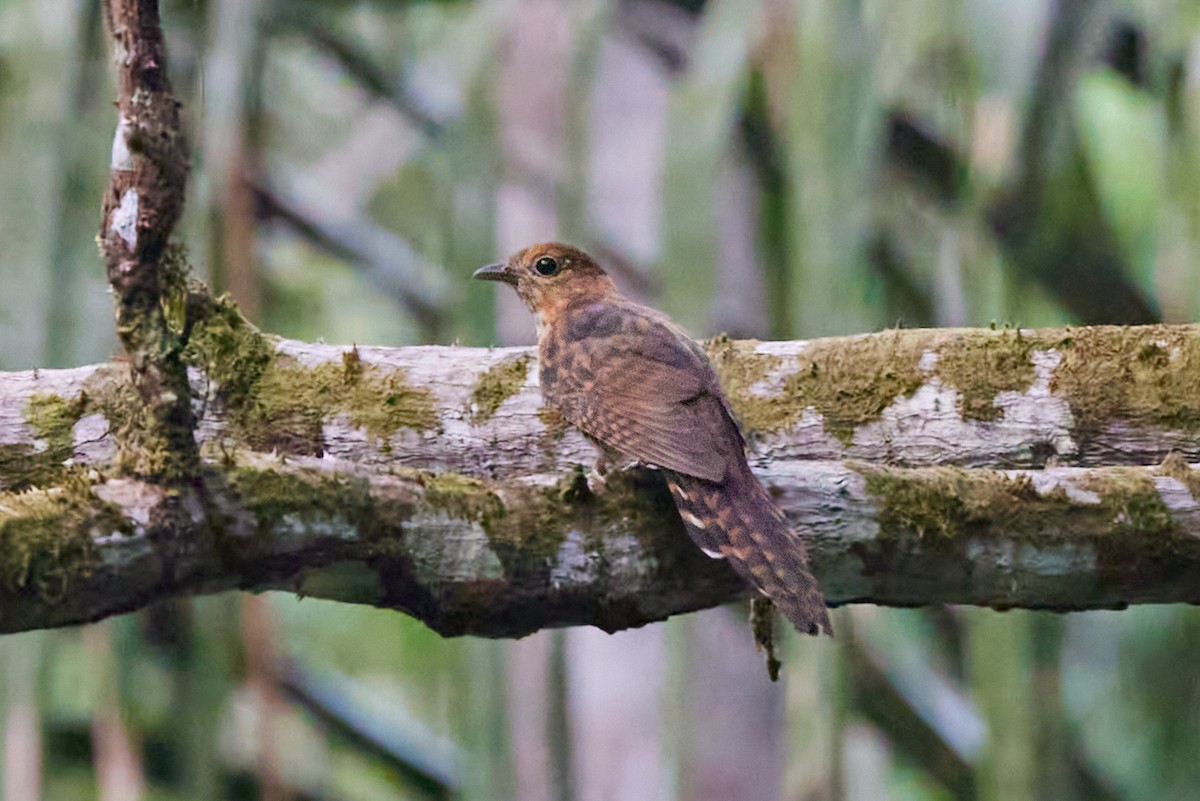 Olive Long-tailed Cuckoo - ML638016629