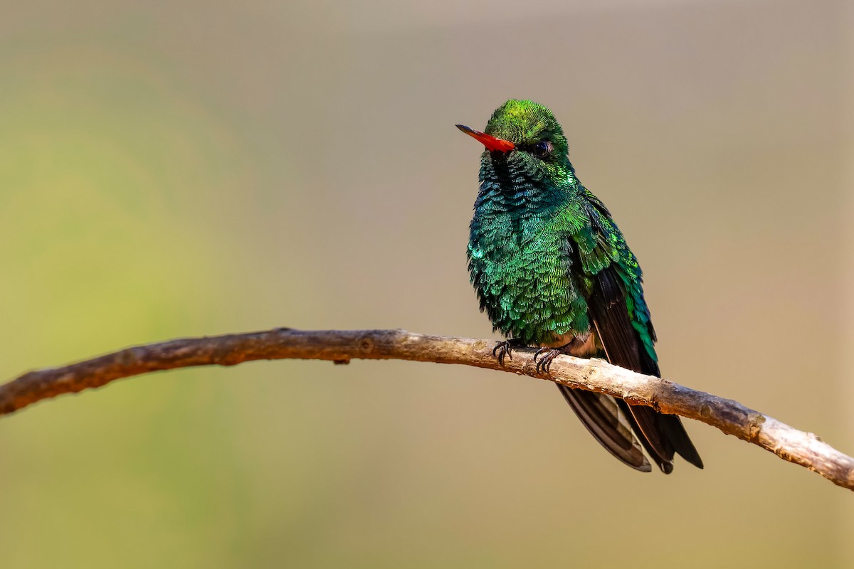 Glittering-bellied Emerald - ML638016632