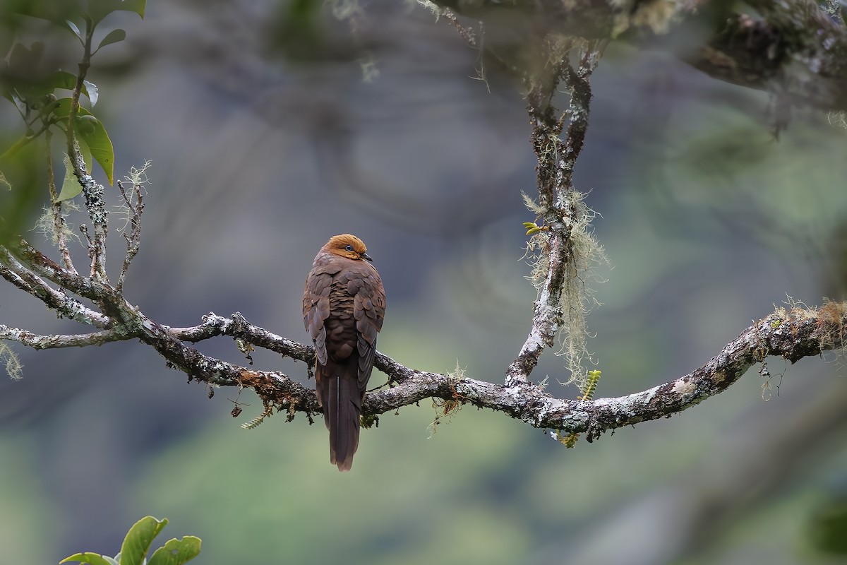 Little Cuckoo-Dove - ML638016636