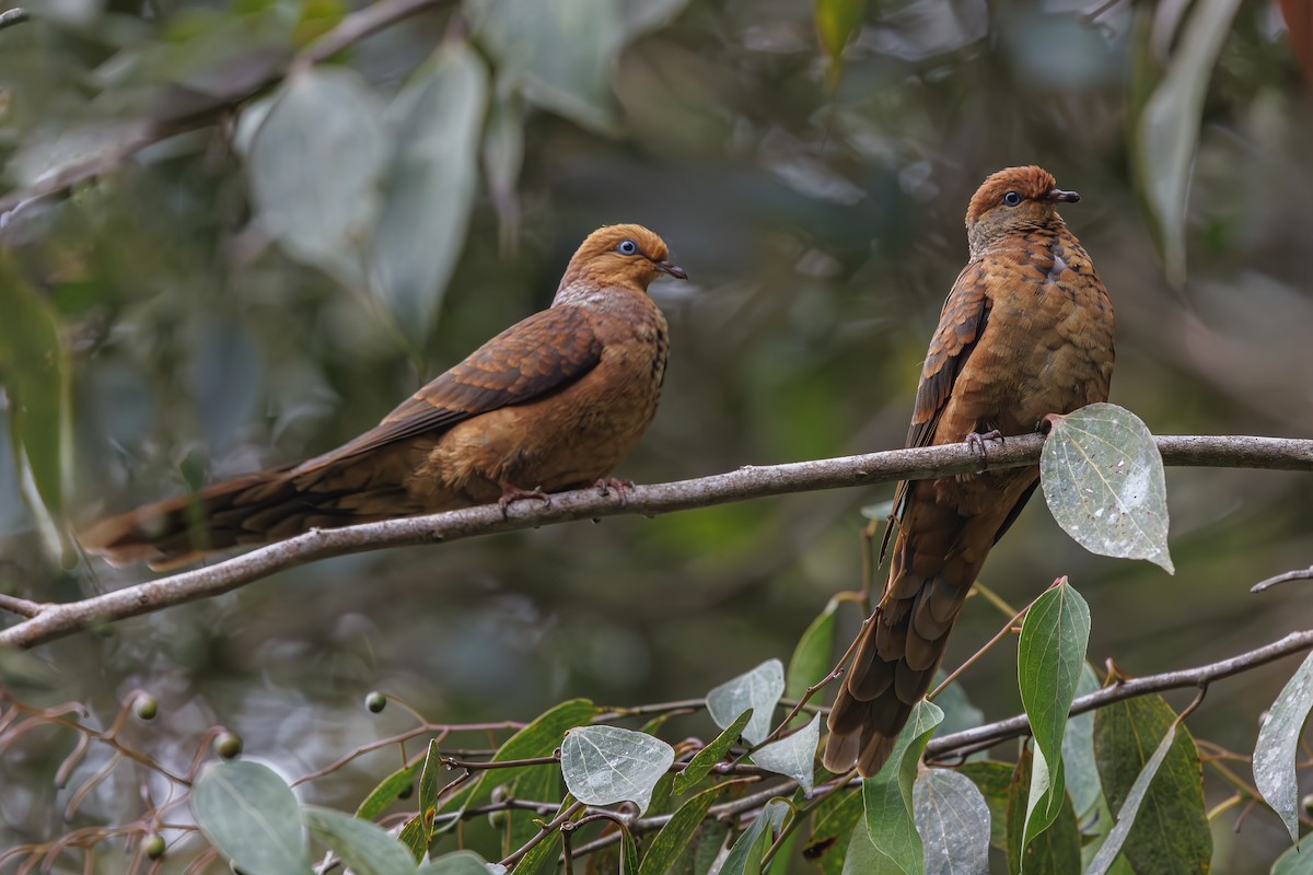 Little Cuckoo-Dove - ML638016637