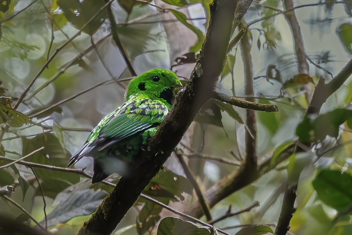 Whitehead's Broadbill - ML638016640