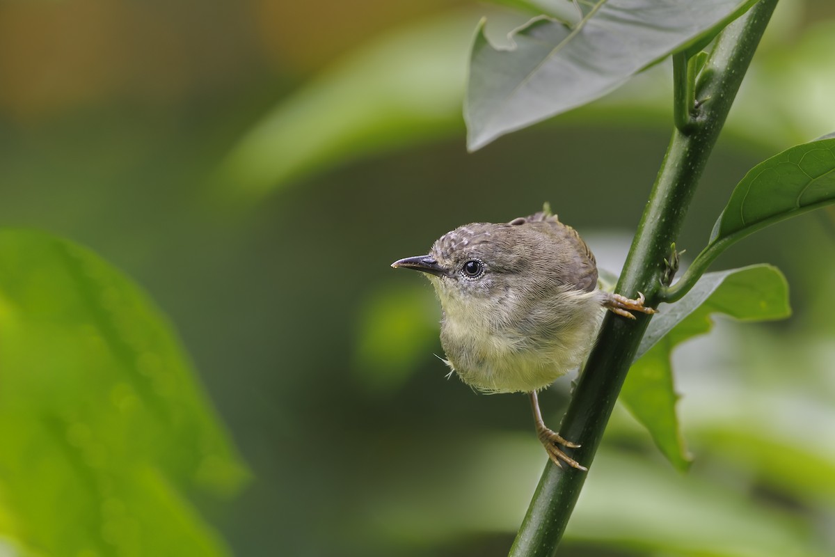 Pygmy Heleia - ML638016661