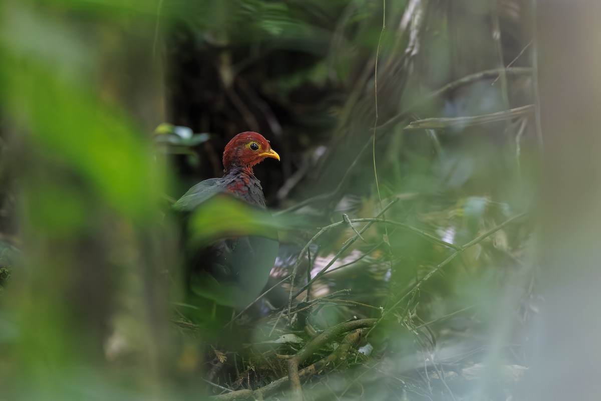 Crimson-headed Partridge - ML638016694