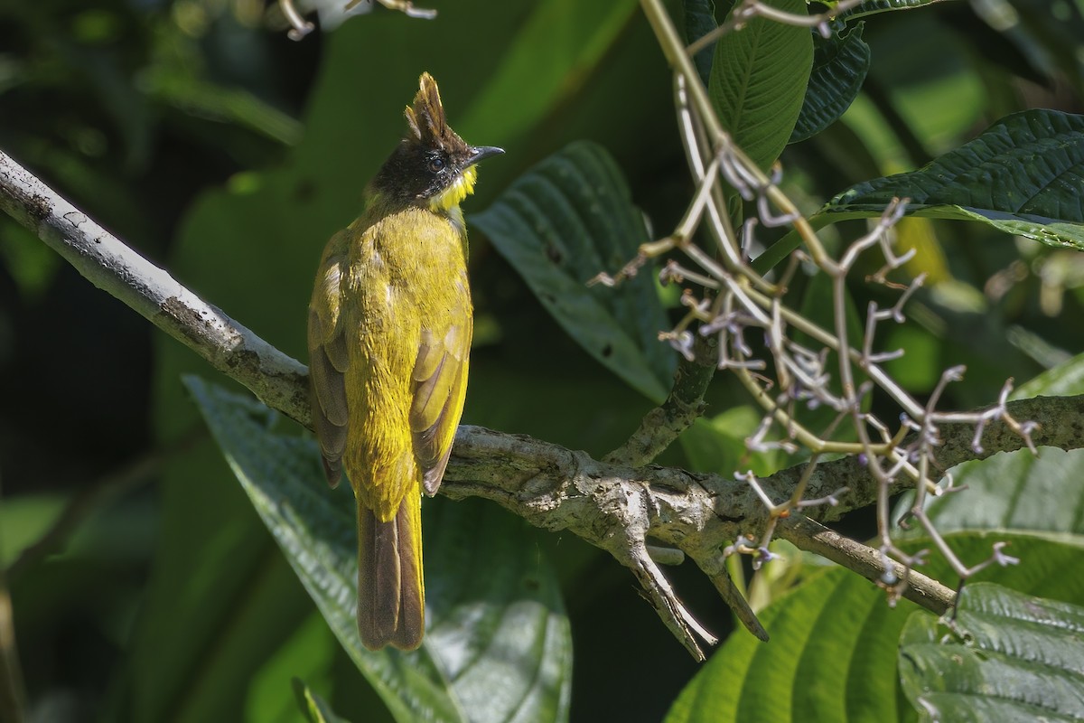 Bornean Bulbul - ML638016708