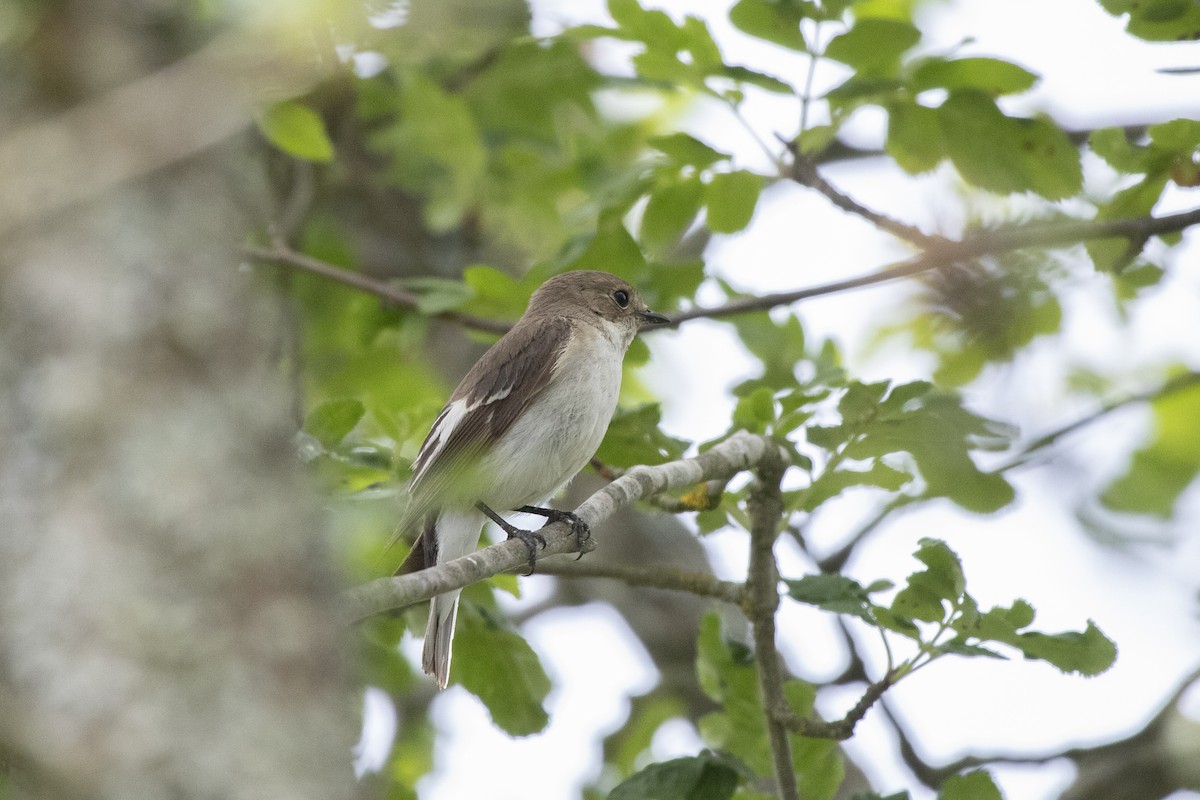 European Pied Flycatcher - ML638016709