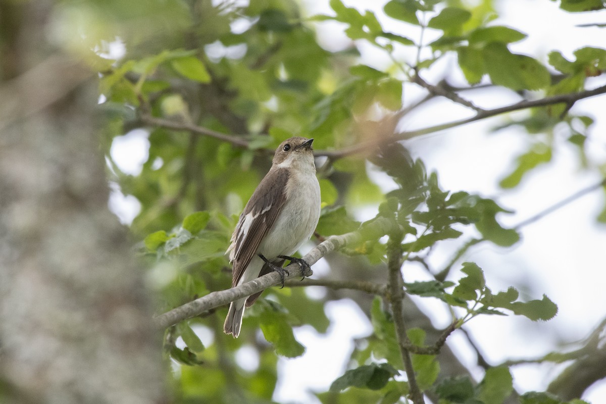 European Pied Flycatcher - ML638016710