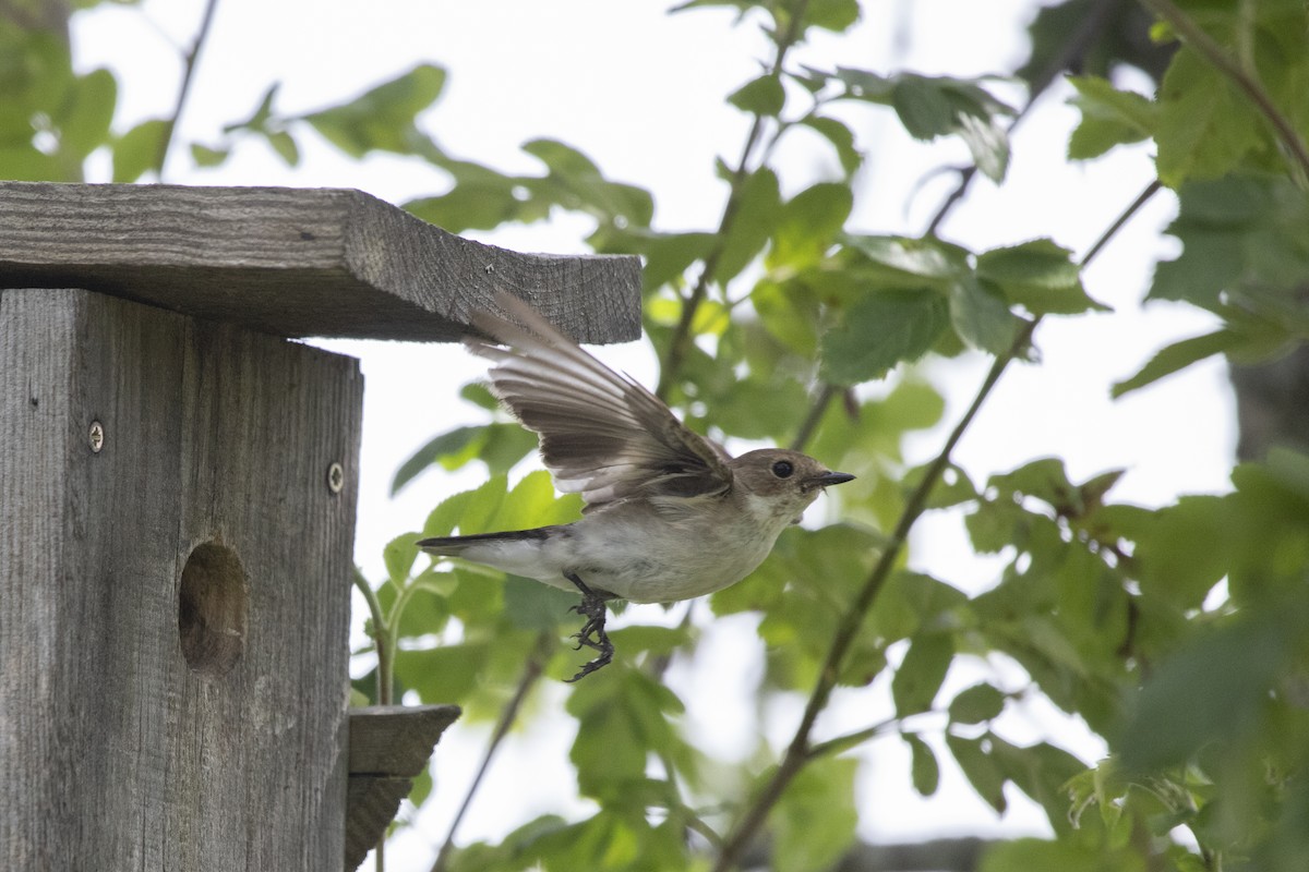 European Pied Flycatcher - ML638016711