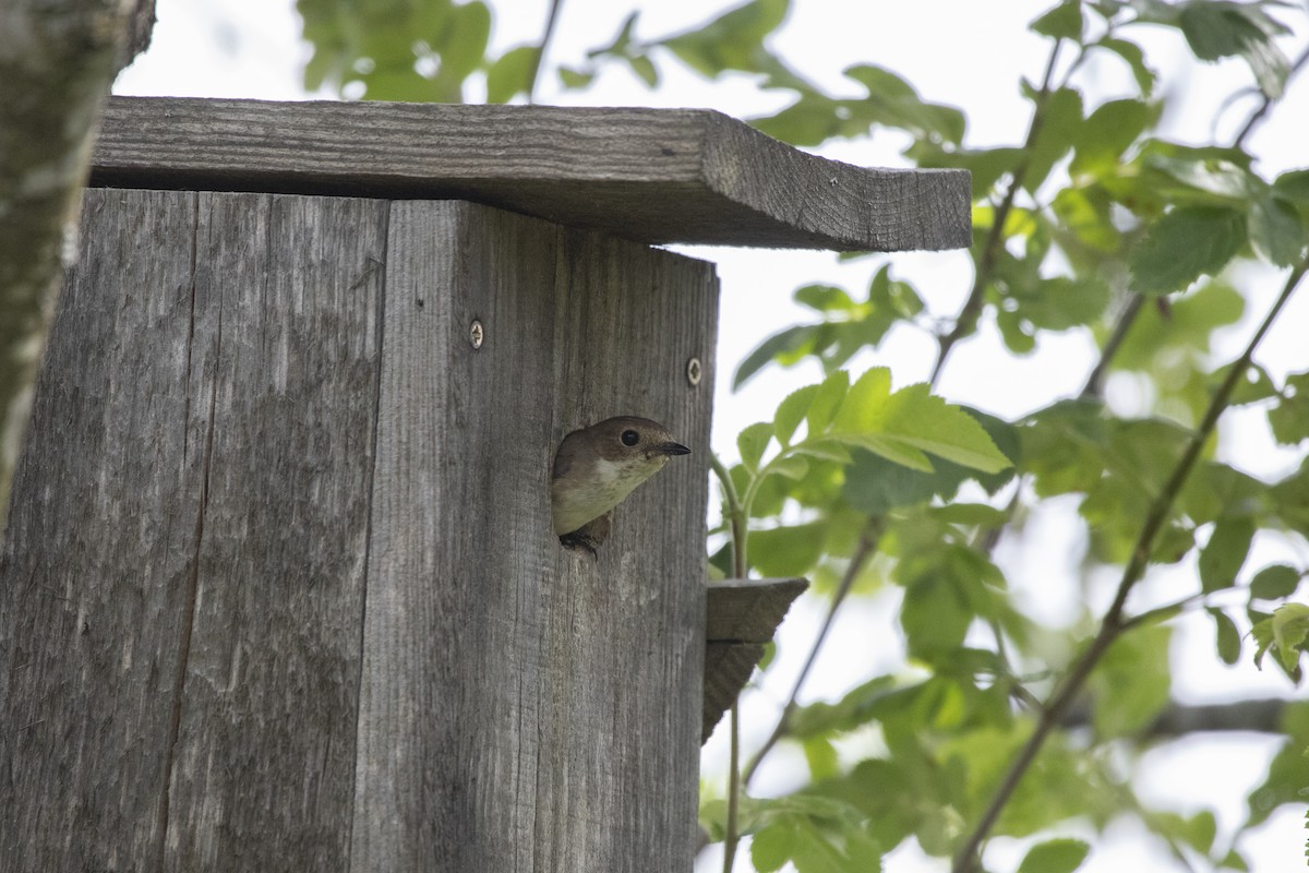 European Pied Flycatcher - ML638016713